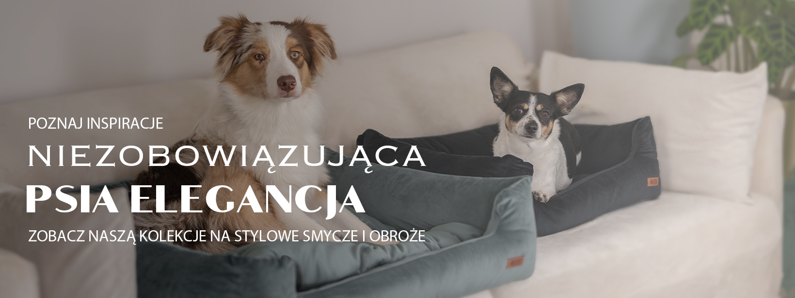 Baner ze stylowymi legowiskami dla psiaków.